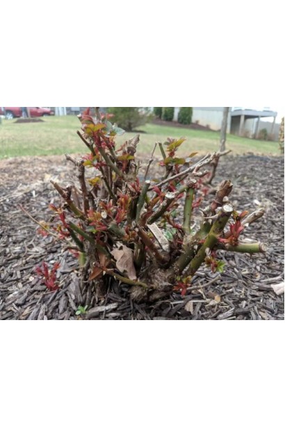 Обрізаний кущ троянди Ель Торо восени